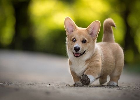 训犬基地训练狗狗不叫