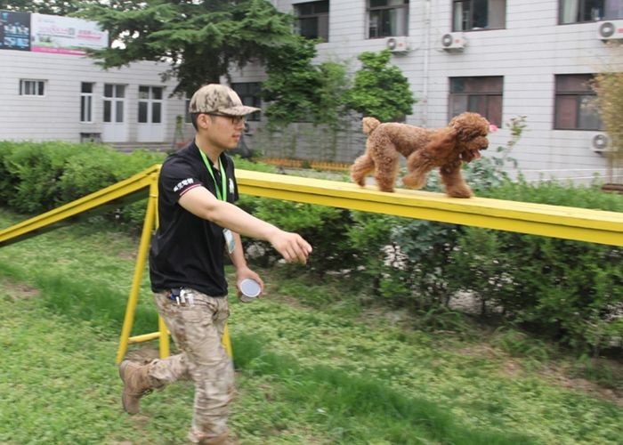 北京宠物训练机构（北京恩宠宠物训练基地）